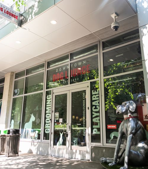 Downtown Dog Lounge Top Pet Care in Seattle